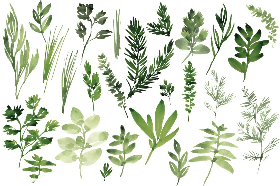 水彩草本植物插画素材 Watercolor Herbs set插图(1)