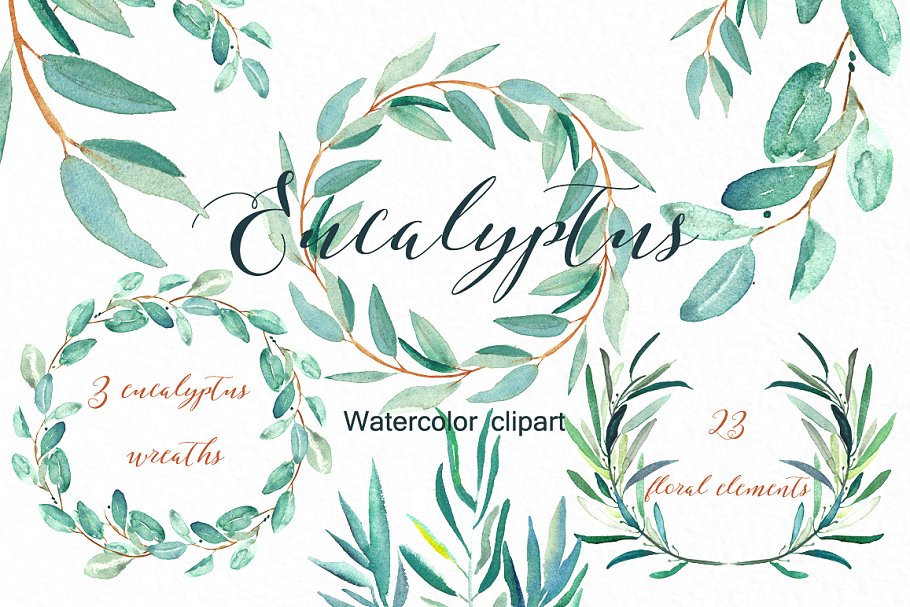 桉树叶水彩剪贴画&水彩装饰字体 Eucalyptus. Watercolor clipart.插图(5)
