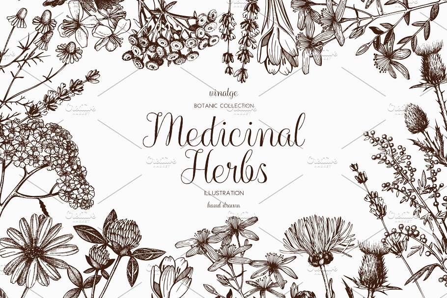 矢量草本植物素材集 Vector Medicinal Herbs Collection插图
