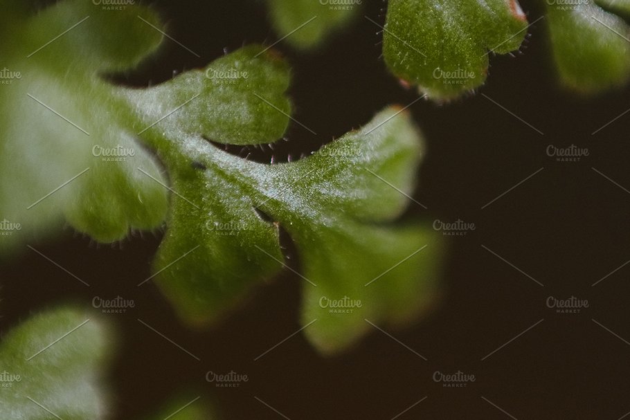 植物花卉特写镜头高清照片素材 Organic 2插图(17)