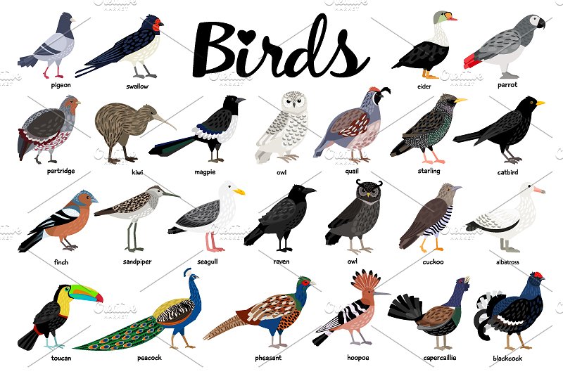 海量各种鸟手绘矢量素材 Big set of Different Birds插图(5)