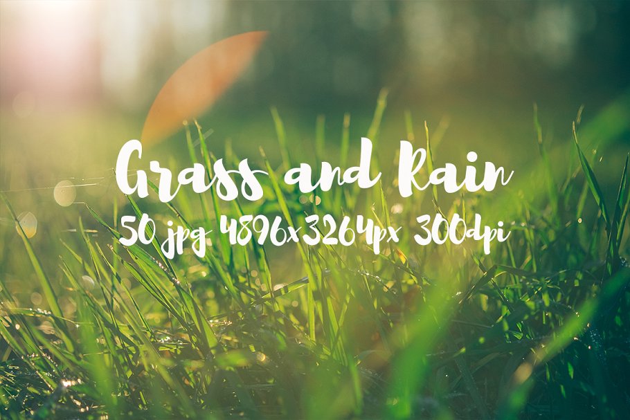 草与雨主题高清照片素材 Grass and rain photo pack插图(7)