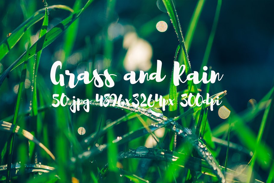 草与雨主题高清照片素材 Grass and rain photo pack插图(14)