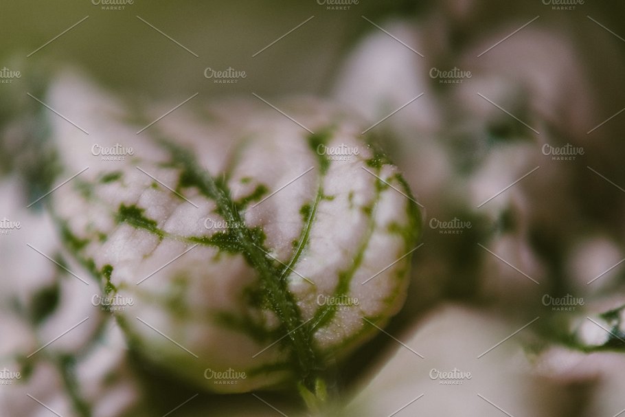 植物花卉特写镜头高清照片素材 Organic 2插图(1)