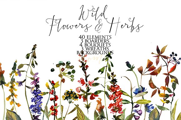 野花草本水彩套装 Wild Flowers & Herbs Watercolor Set插图