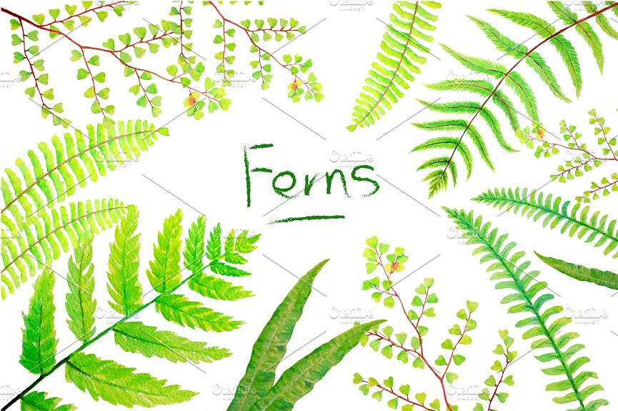 6款水彩手绘绿植蕨叶剪贴画 Watercolor Clipart Fern Leaves插图(1)