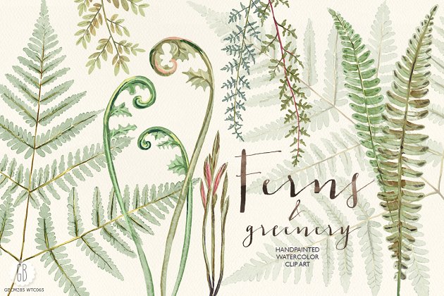 蕨类植物水彩画素材 Watercolor fern art插图