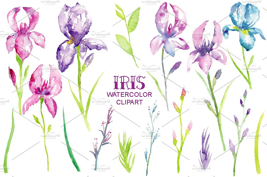 蓝紫色鸢尾属植物花卉水彩插画 Watercolor Blue, Purple Iris Clipart插图(2)