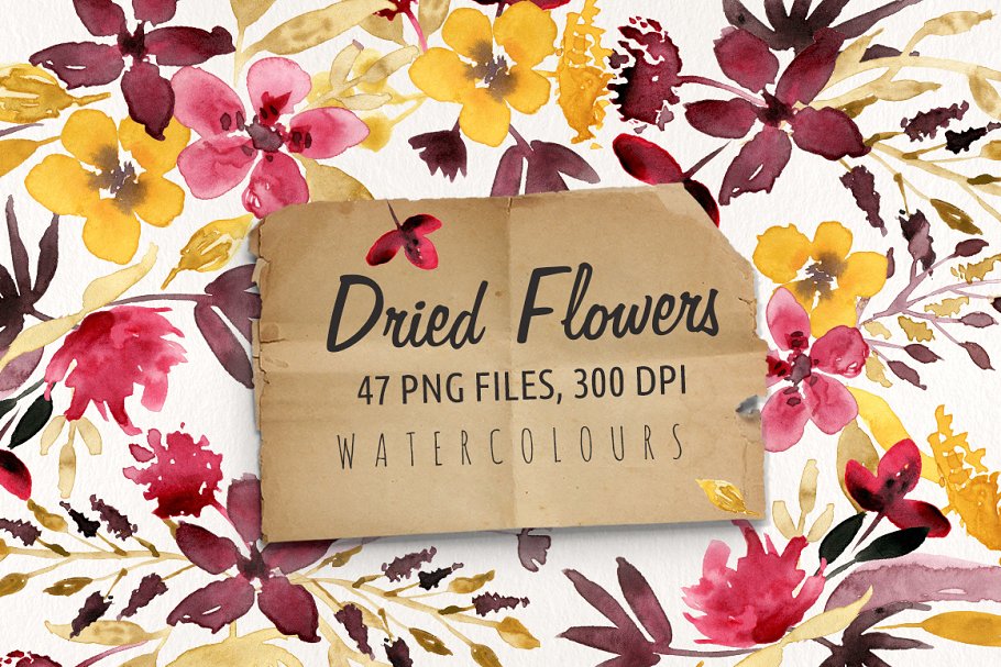 花卉标本水彩剪切画 Dried Flowers插图