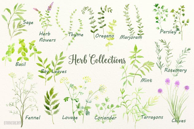 绿色草本植物水彩剪贴画插画合集 Watercolor Herb Collection插图(3)