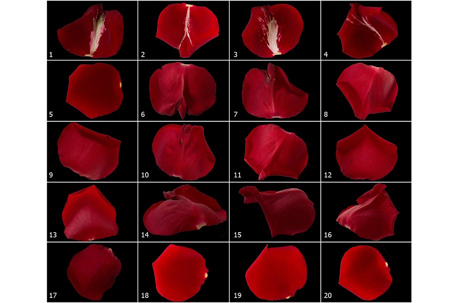 5K高清分辨率红色玫瑰花瓣叠层背景 5K Red Rose Petals Overlays插图(6)