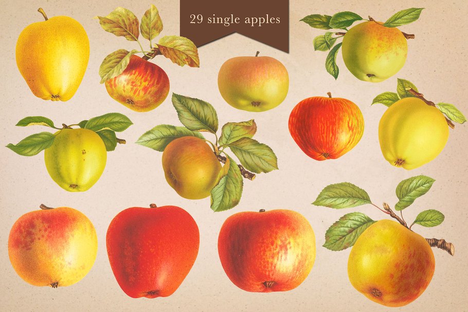 旧书水果插画素材集 Cider House Apple & Pear Graphics插图(1)