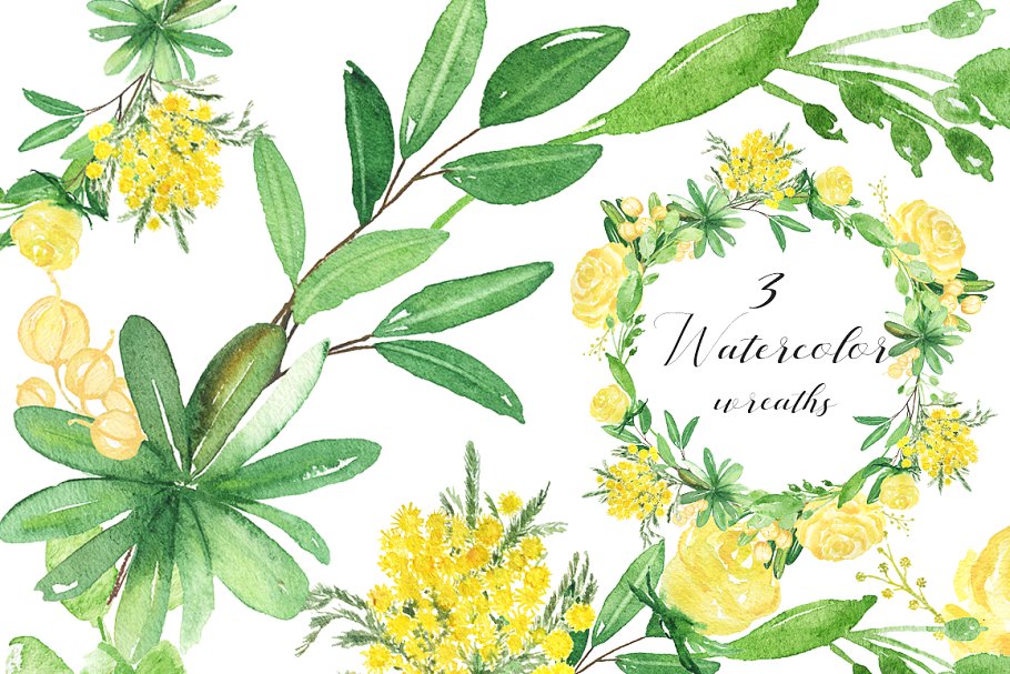黄色含羞草&蔷薇花水彩插画素材 Mimosa & roses  yellow flowers插图(1)