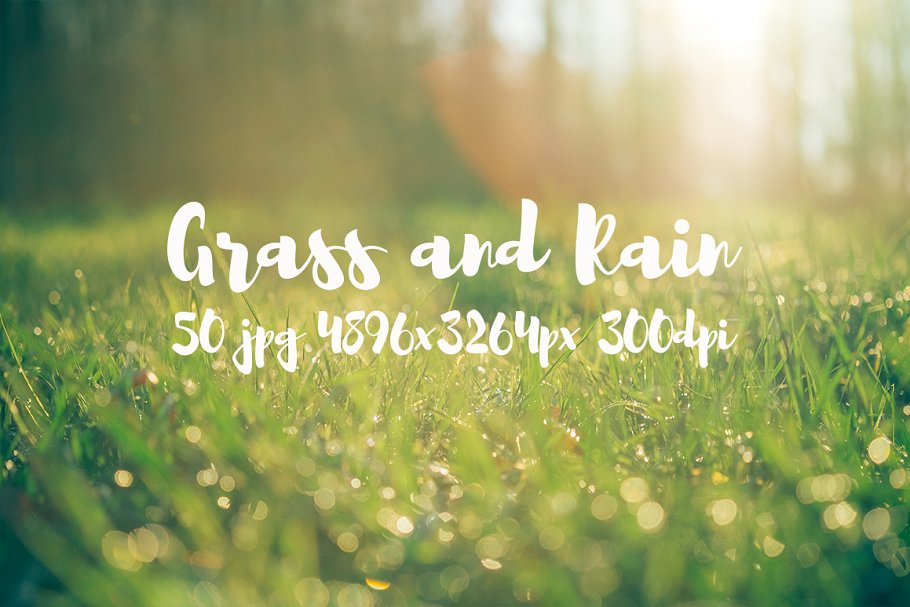 草与雨主题高清照片素材 Grass and rain photo pack插图(13)