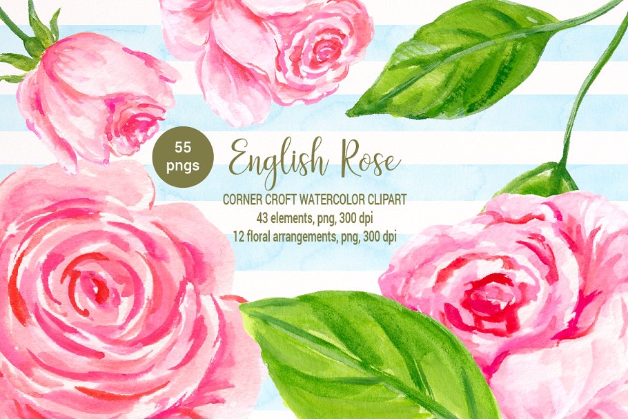 美丽浪漫的英国传统玫瑰剪贴画合集 Watercolor English Rose Clipart插图(3)