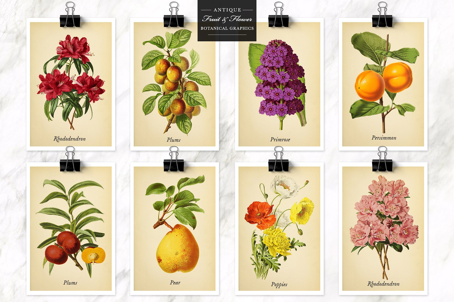复古风格水果&花卉剪贴画素材 Antique Fruit & Flowers Graphics插图(8)