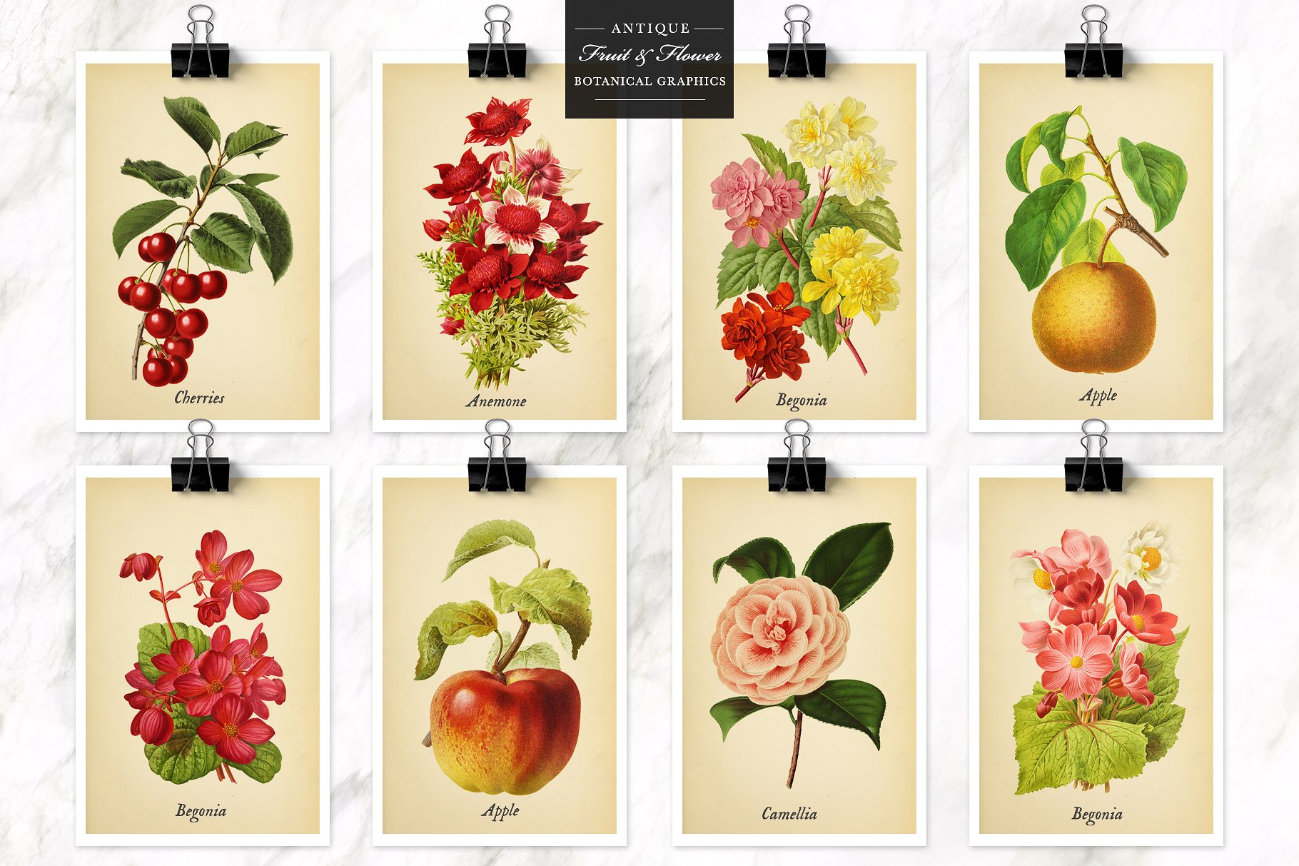 复古风格水果&花卉剪贴画素材 Antique Fruit & Flowers Graphics插图(3)