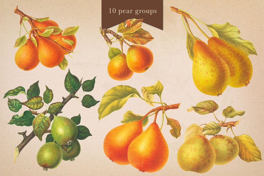 旧书水果插画素材集 Cider House Apple & Pear Graphics插图(10)