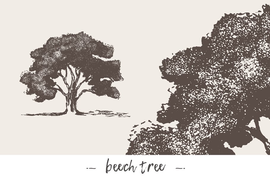 各种树木手绘矢量图形合集 Big collection of high detail trees插图(3)