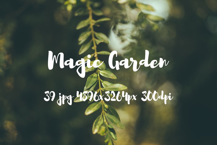 秘密花园花卉植物高清照片素材 Magic Garden photo pack插图(4)