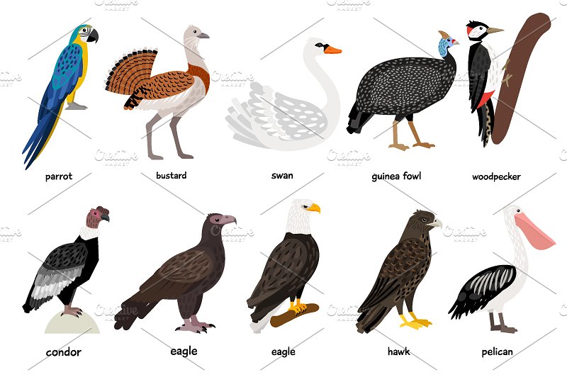 海量各种鸟手绘矢量素材 Big set of Different Birds插图(4)