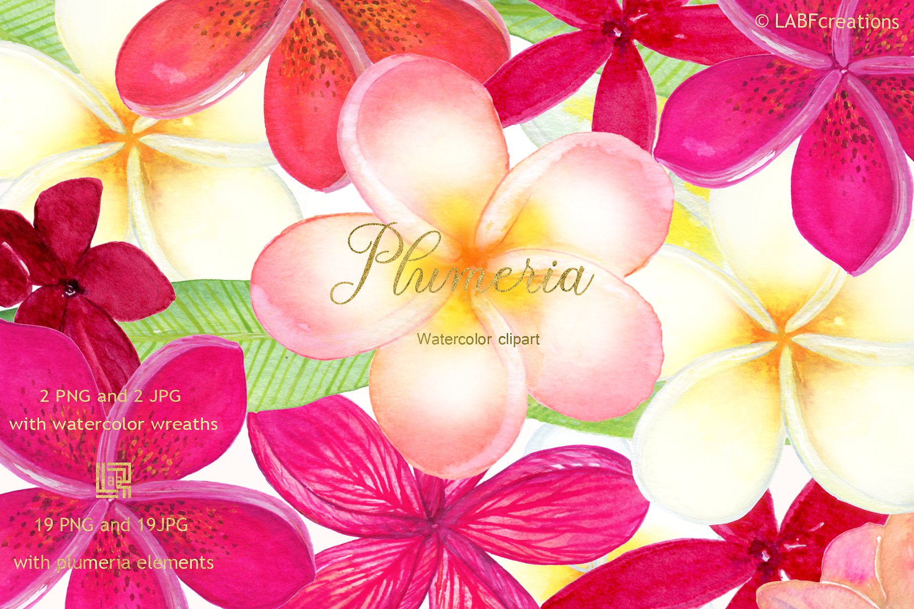 柔和优雅的手绘水彩热带花卉剪贴画 Plumeria Tropical watercolor flowers插图(3)