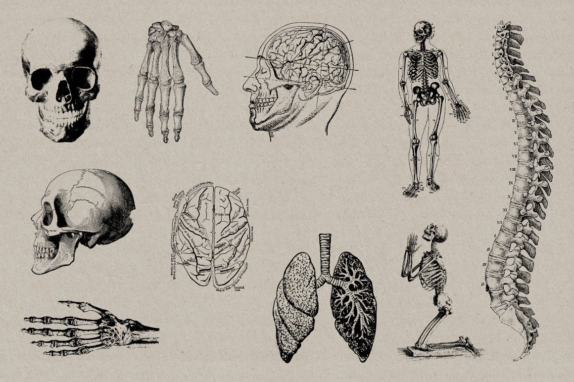 50个老式人体解剖矢量插图 Vintage Anatomy Vectors插图(4)