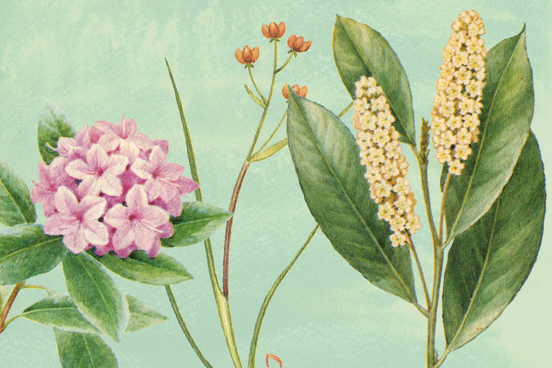 古董书籍植物手绘插画图案设计素材v3 Vintage Botanical Illustrations Vol.3插图(1)