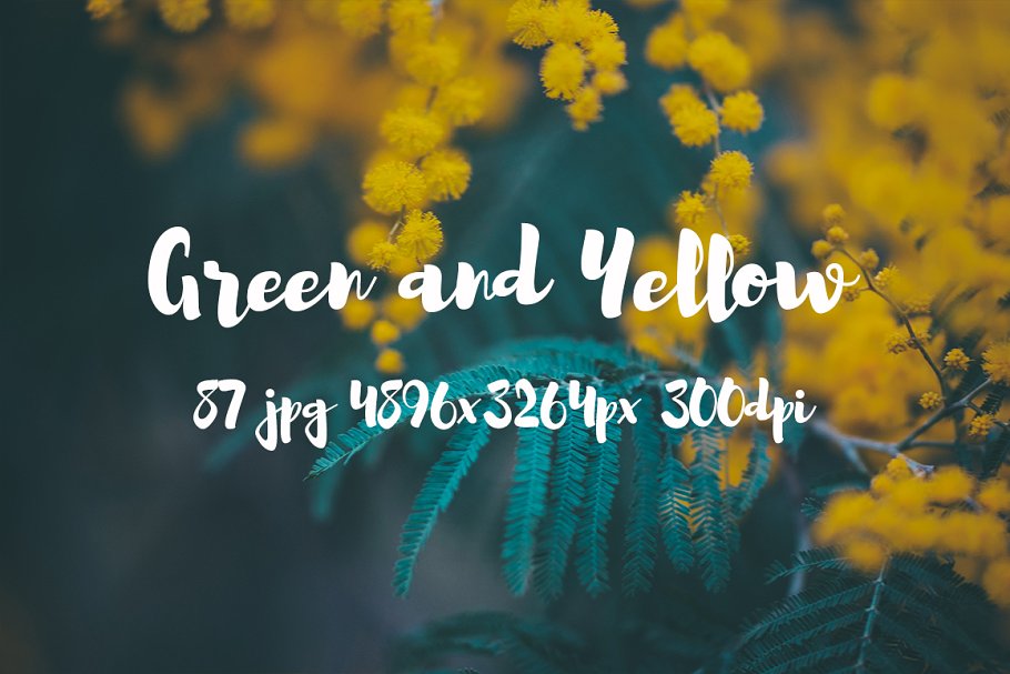 绿色和黄色植物花卉摄影照片集 Green and yellow photo pack插图