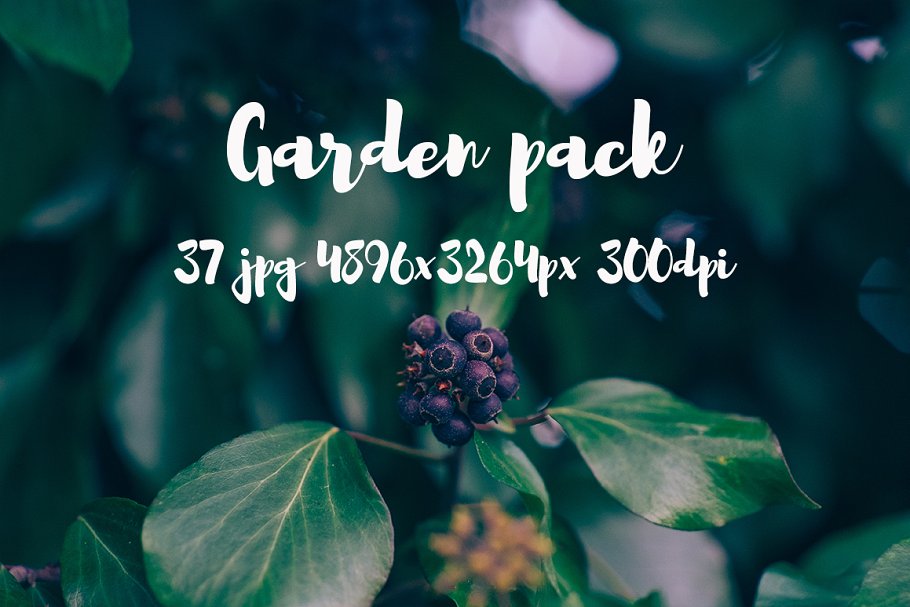 花园花卉植物高清照片素材 Garden photo Pack III插图(6)