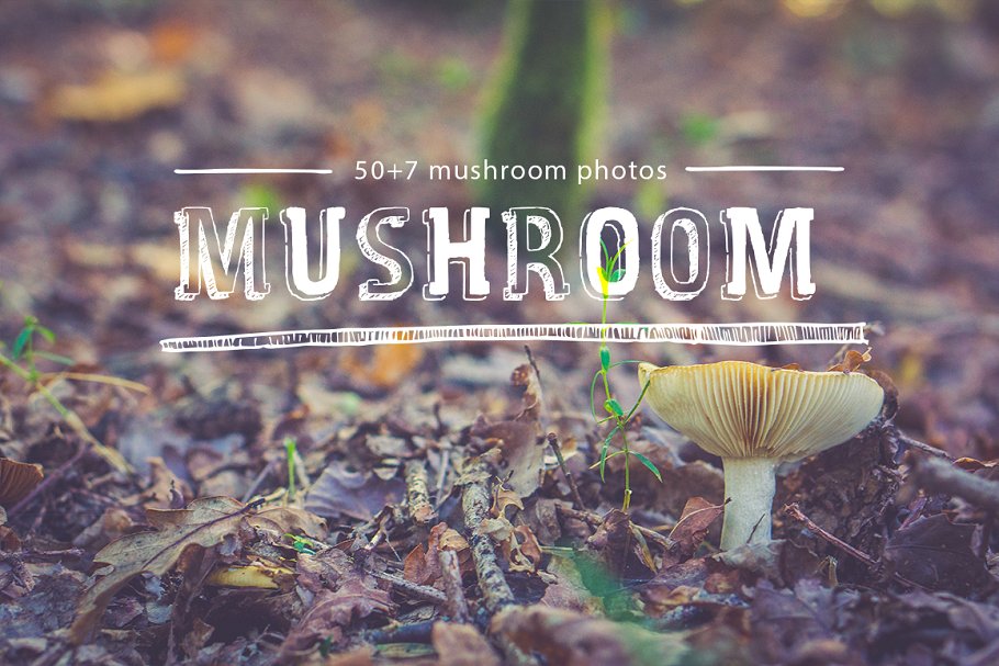 各种蘑菇高清照片素材 mushroom photo pack插图(1)