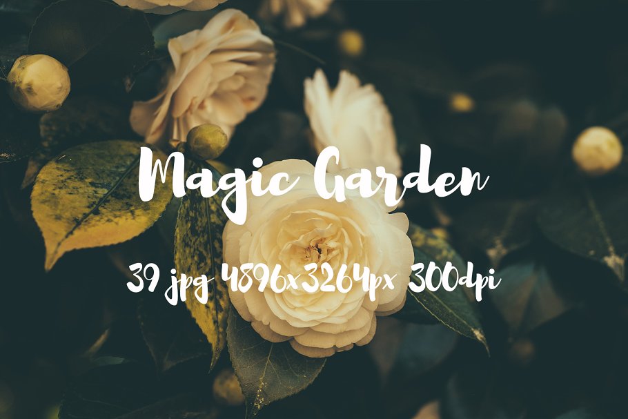 秘密花园花卉植物高清照片素材 Magic Garden photo pack插图(6)