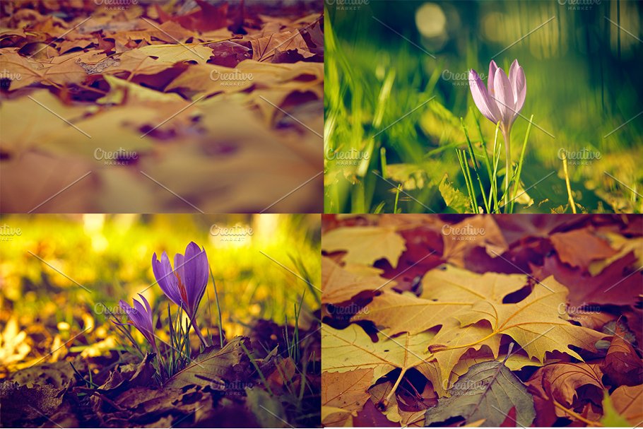 秋天主题高清照片素材包 Autumn photo pack II插图(1)