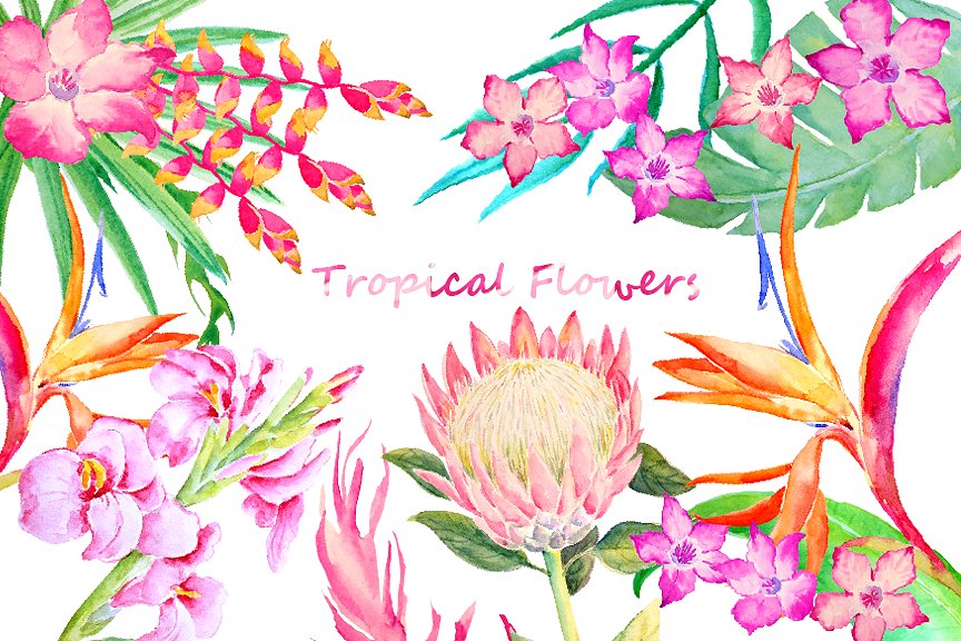 手绘水彩热带叶状花素材 Watercolor Tropical Foliage Flowers插图(1)