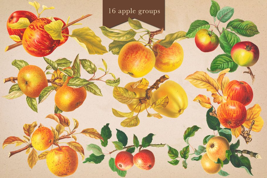 旧书水果插画素材集 Cider House Apple & Pear Graphics插图(6)