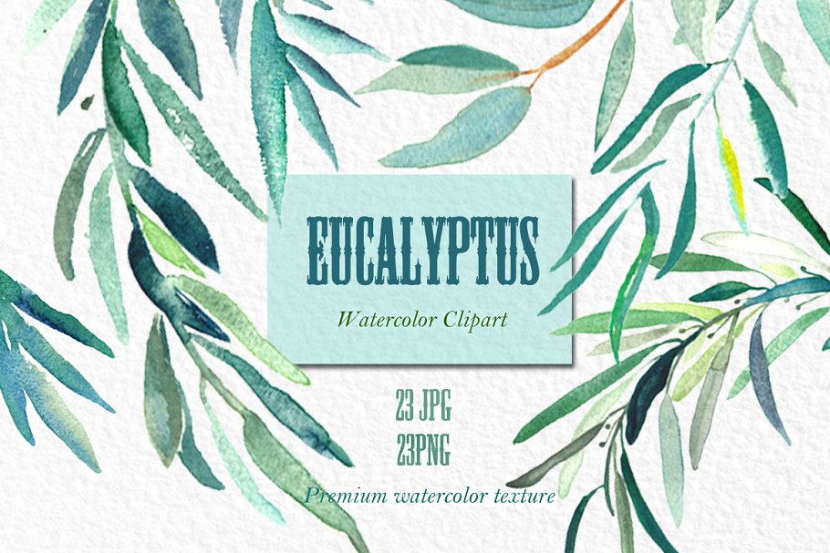 桉树叶水彩剪贴画&水彩装饰字体 Eucalyptus. Watercolor clipart.插图(3)