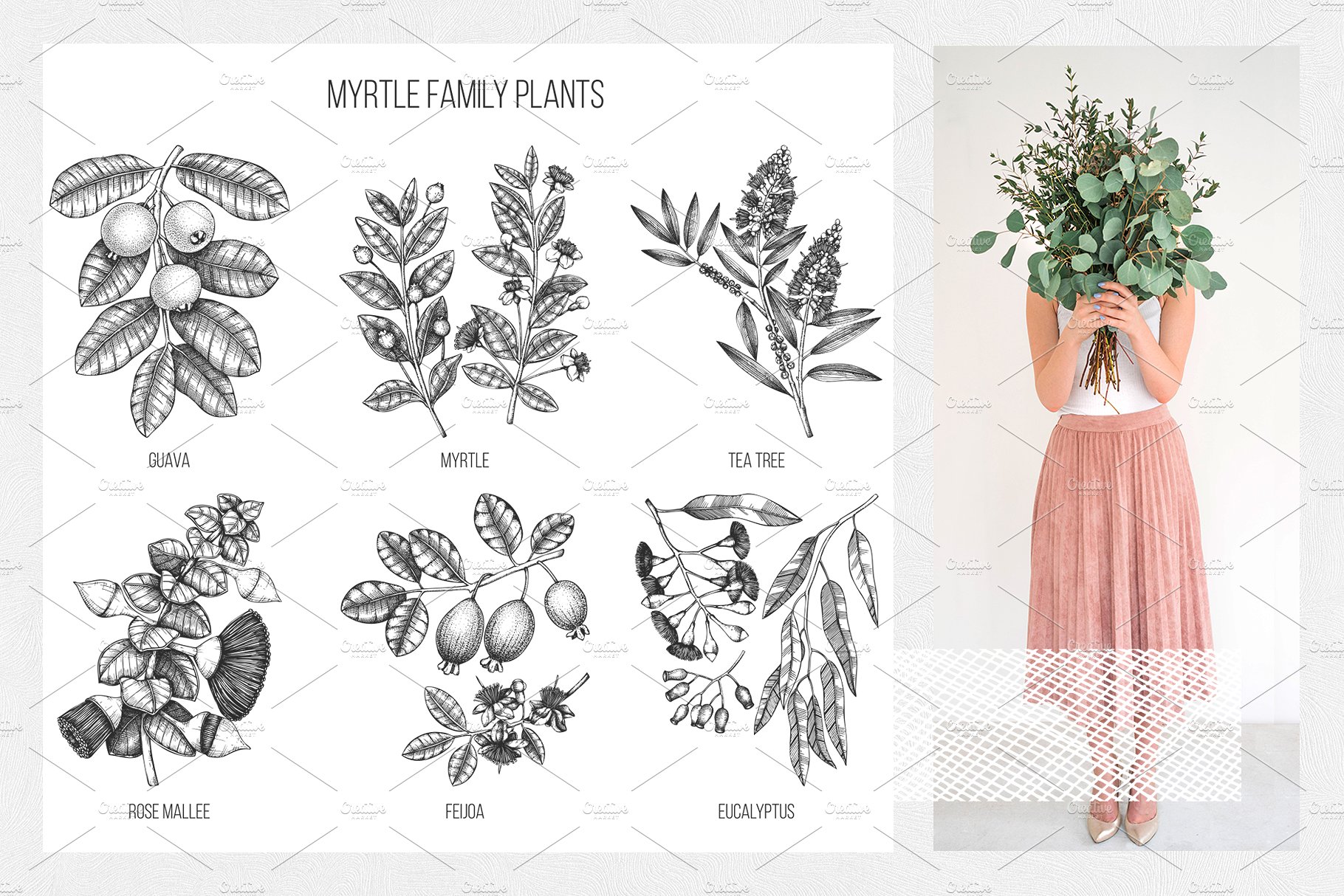 桃金娘属植物素描矢量图形 Vector Myrtle Plants Sketches插图(2)