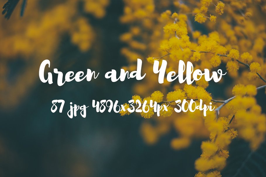 绿色和黄色植物花卉摄影照片集 Green and yellow photo pack插图(5)