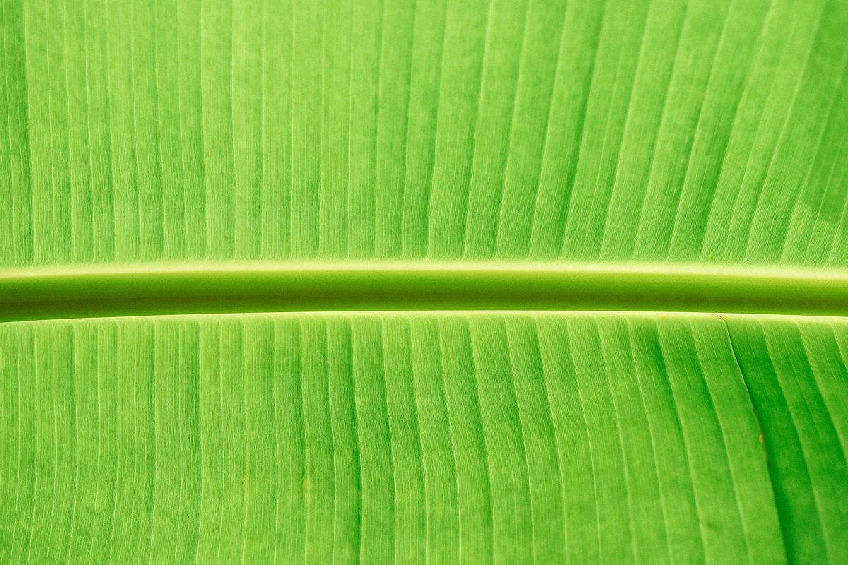 热带植物棕榈叶纹理背景插图(11)