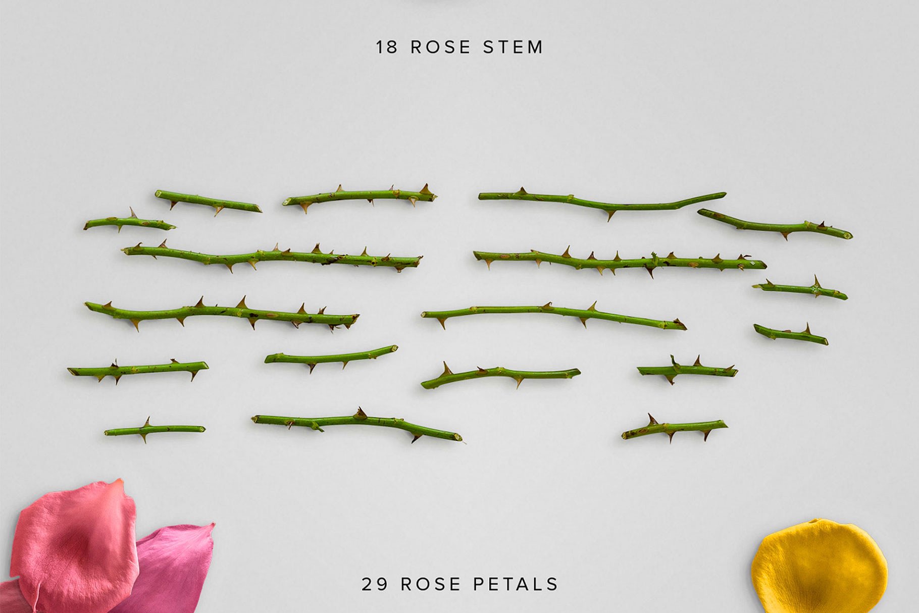 真实玫瑰花语场景设计素材包 Floral Roses Collection – CS插图(3)