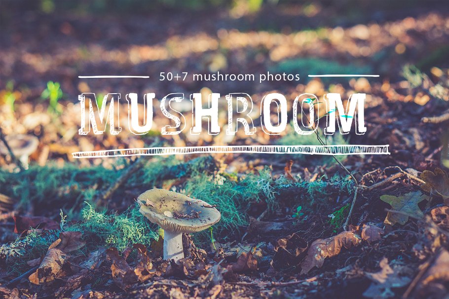 各种蘑菇高清照片素材 mushroom photo pack插图(2)