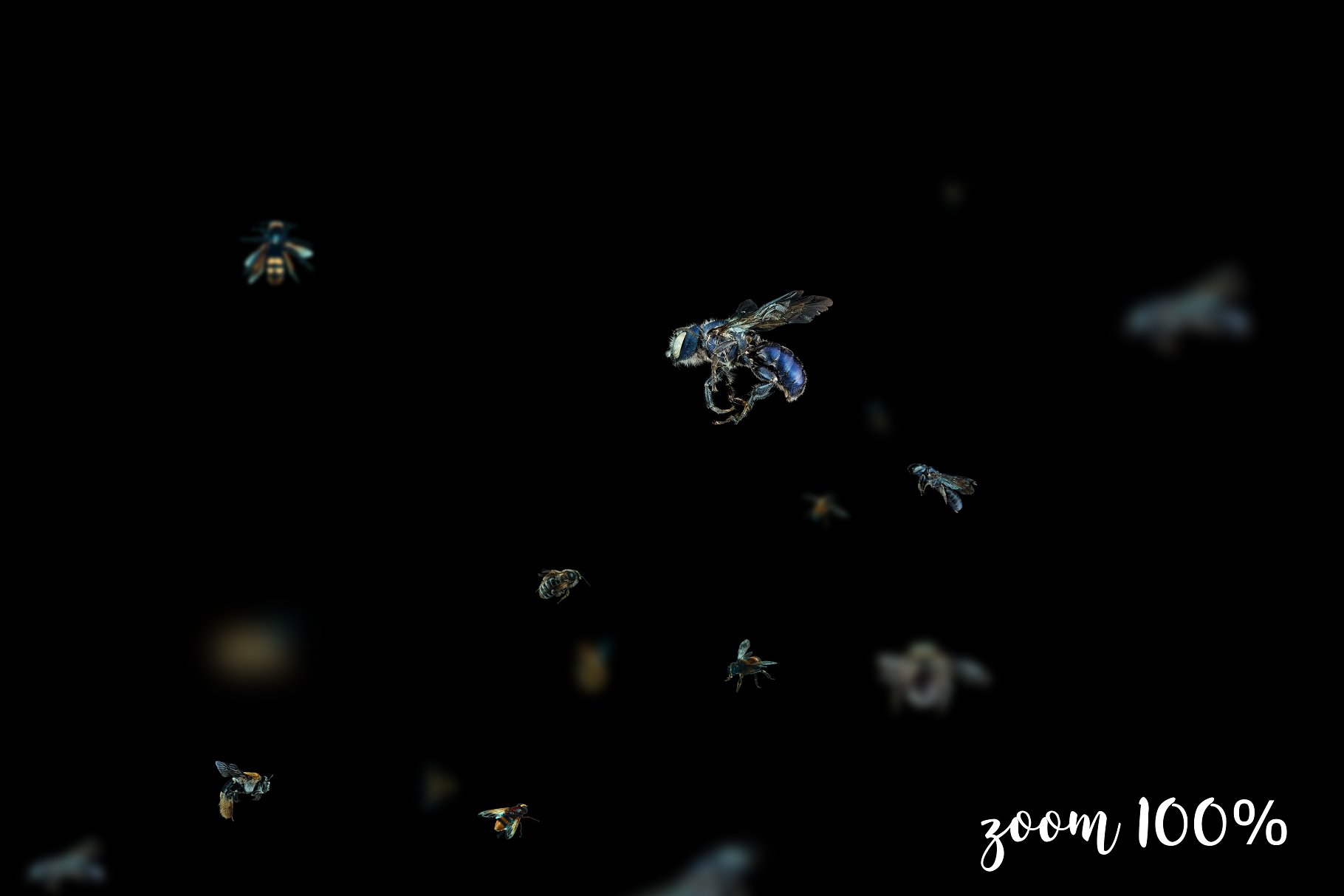 5K高分辨率逼真蜜蜂照片叠层背景素材 5K Bees Overlays – Dark Version插图(2)