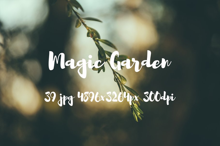 秘密花园花卉植物高清照片素材 Magic Garden photo pack插图(5)