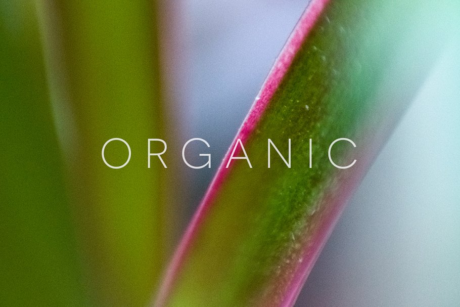 20张高清分辨率花卉植物特写镜头照片 Organic插图(4)