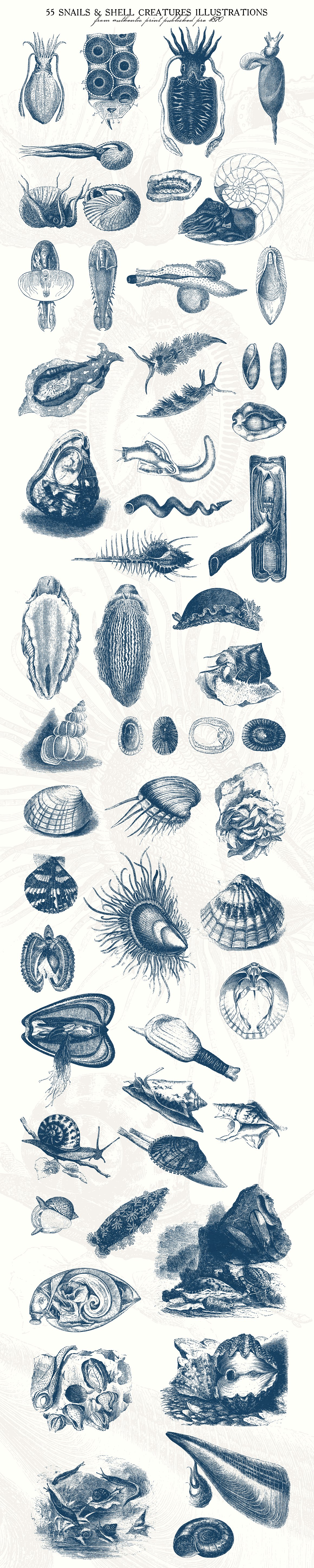 55款蜗牛和贝壳动物复古风插画 55 Snails and Shell Creatures Illus.插图(3)