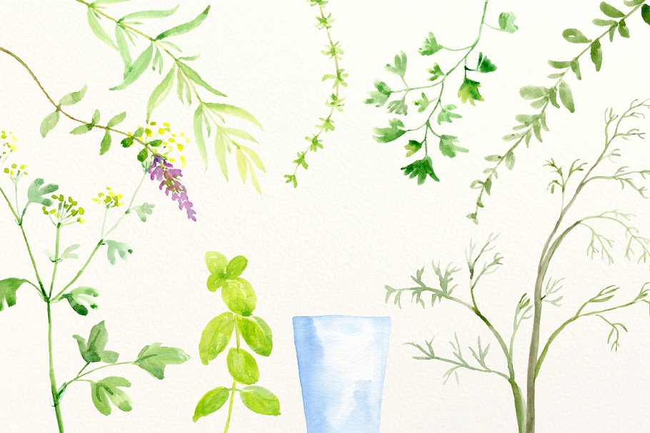 水彩手绘草本植物剪贴画合集 Watercolour Herb Illustration插图(4)