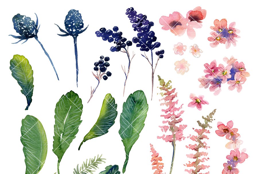 浪漫手绘乡村花卉浆果元素剪贴画 Watercolor floral set插图(1)