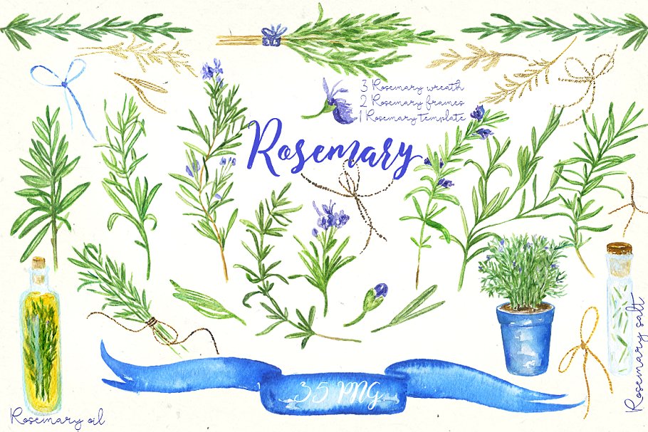 浪漫水彩手绘迷迭香剪贴画合集 Rosemary. Watercolor clip art.插图(1)