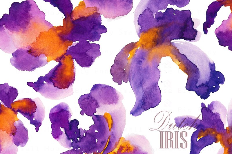 荷兰鸢尾花卉水彩艺术剪贴画 Dutch Iris-Watercolor Clip Art插图(2)