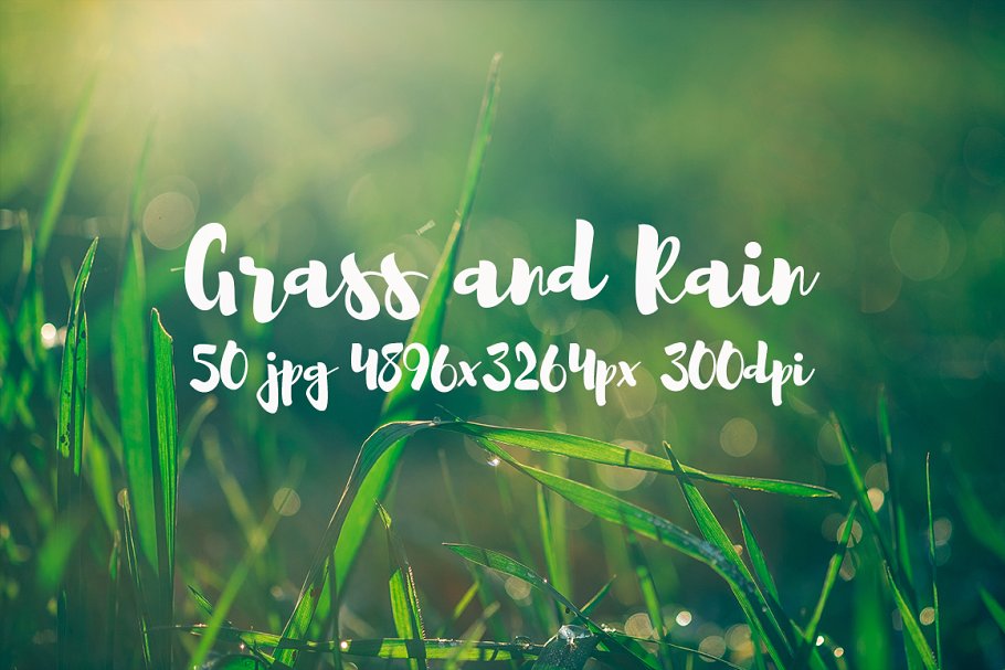 草与雨主题高清照片素材 Grass and rain photo pack插图(15)